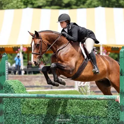 Rider in black jacket on bay horse jumping a green hedge fence