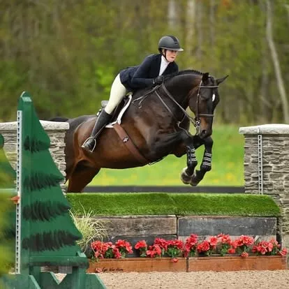 Rider on dark bay horse over greenery jump with red flowers