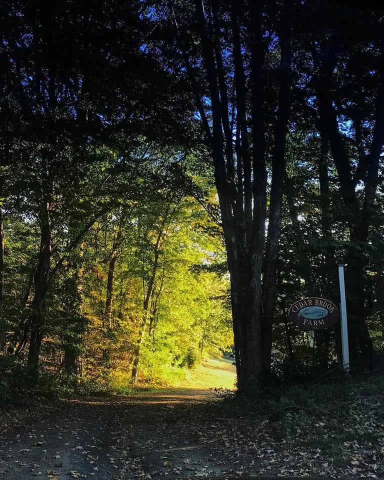 Tree-lined dirt driveway at dusk with a Cedar Brook Farm sign