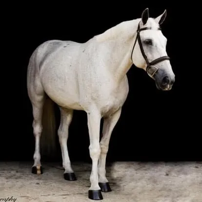 White lesson horse standing in profile against a black studio backdrop