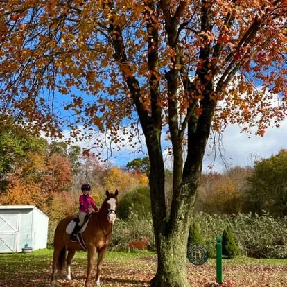 Child riding a chestnut horse beneath a bright autumn tree