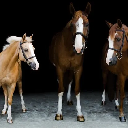 Three chestnut and palomino lesson horses posed against a dark background