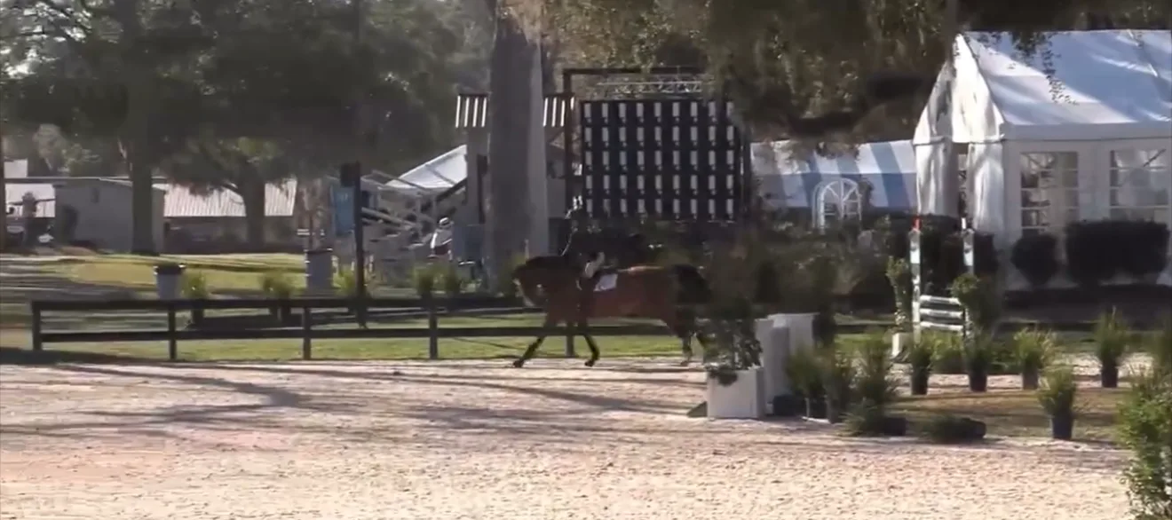 Negano TF, a bay hunter/jumper gelding, being ridden at a horse show